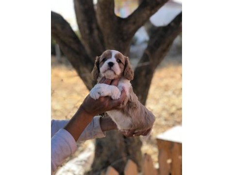 Eşine az rastlanır kalitede cavalier king charles bebekler