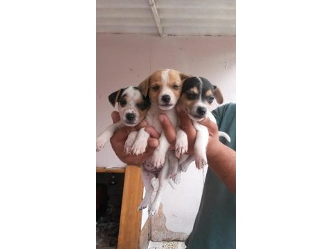 Kısa bacaklı jack russell yavrularımız