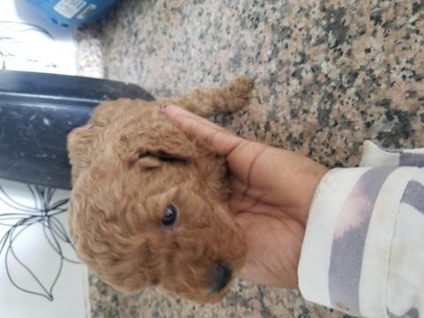 Toy poodle