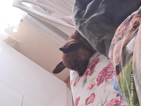 Chihuahua köpeğimiz dobby için yuva arıyoruz