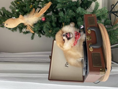 Dişi kusursuz teddy face pomeranian boo sağlıklı