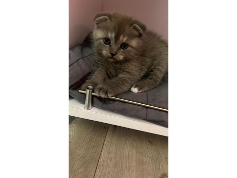 Scottish fold blue point yavrularım sahiplendirilecektir