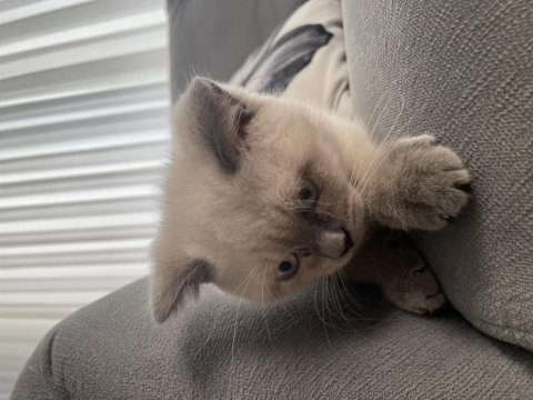 Yavru british shorthair yeni yuvasına hazır