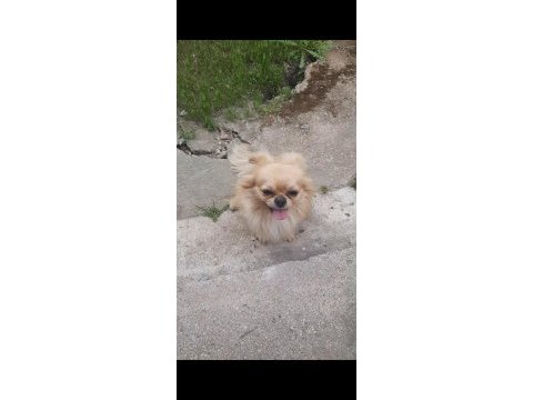 Safkan erkek chihuahua