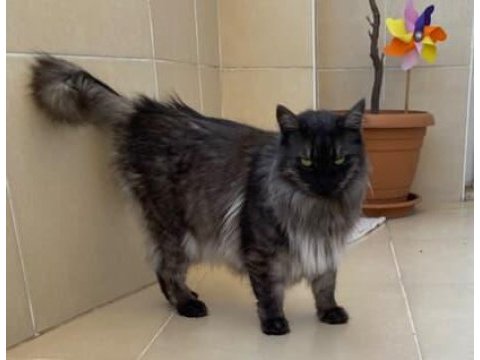 Maine coon çok uysal
