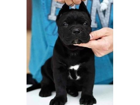 Cane corso yavrularımız