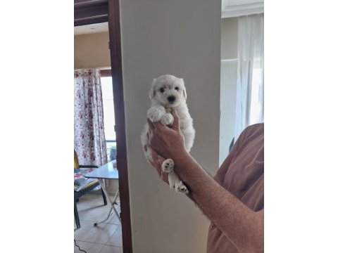 Topaç gibi maltipoo bebeklerimiz