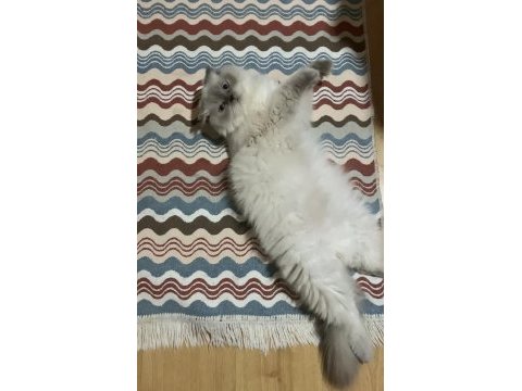 Mükemmel ırk asil scottish fold kedimiz
