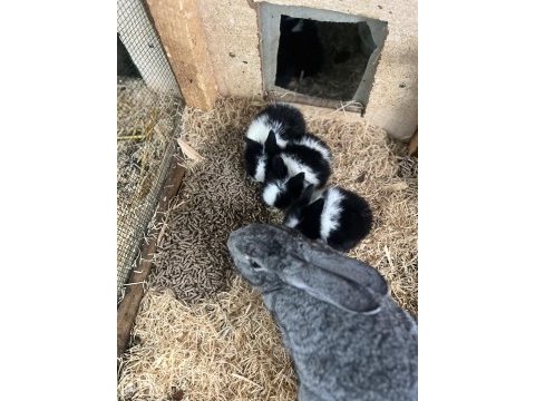 Hollanda cüce & yerli & lop tavşanı yavrular