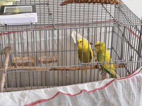 Çift muhabbet kuşu 1 yaşındalar