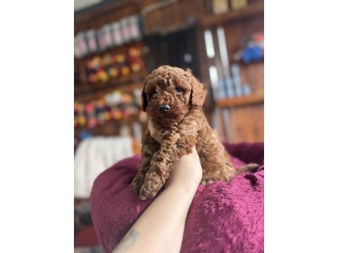 Antialerjik toy poodle bebekler