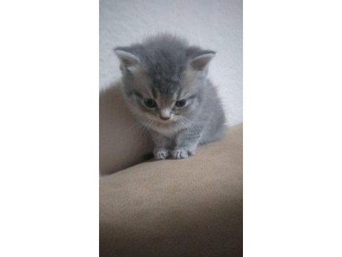 British shorthair 1 aylık