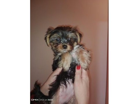 Orjinal yorkshire terrier yavruları 3 erkek 1 dişi