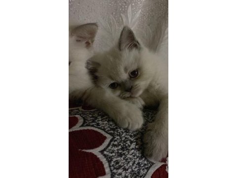 Yavru dişi british shorthair kediler