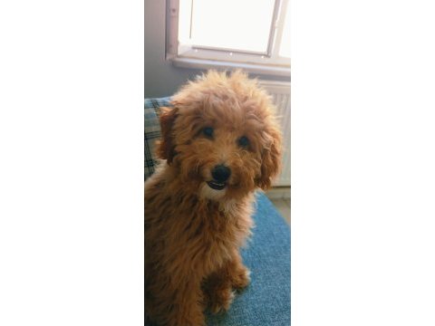 Yetişkin dişi maltipoo