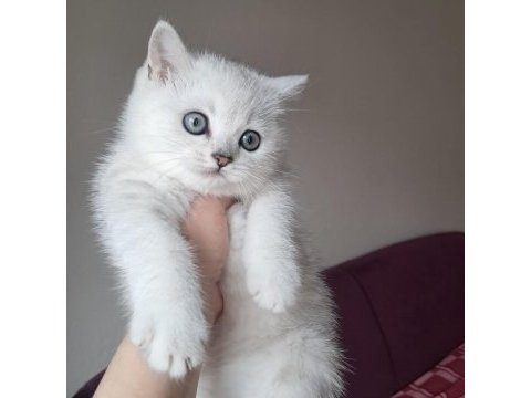 Kar beyaz british shorthair yavrularım