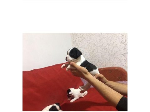 55 günlük french bulldog yavrularımız