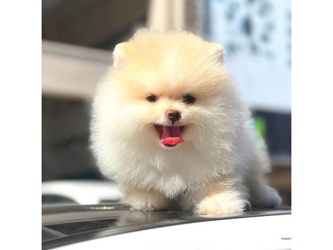 Ayı surat pomeranian boo