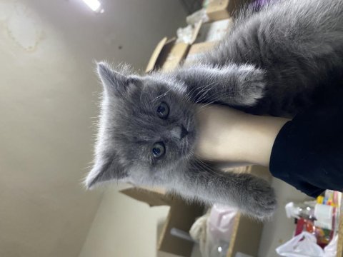 British shorthair yavru