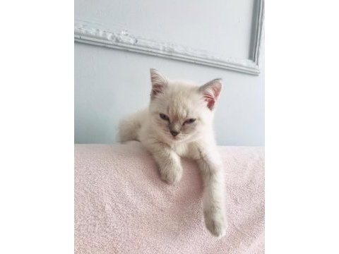 British shorthair beyaz renk