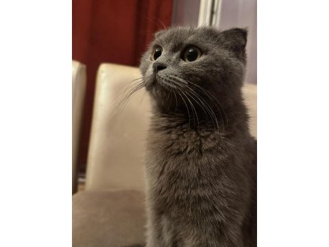 Scottish fold 6 aylık