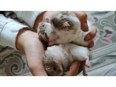 Suriye hamster