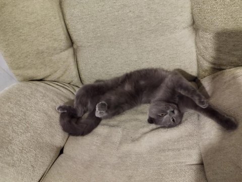 1 buçuk yaşında güzel scottish fold kızımız anne