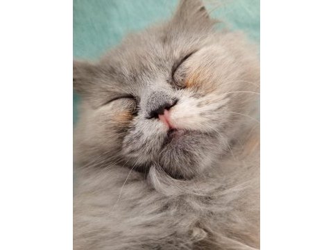 3 aylık british longhair yavrumuzu sahiplendiriyoruz