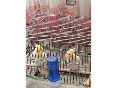 Satılık 1 çift sultan papağanı yumurtaya hazır