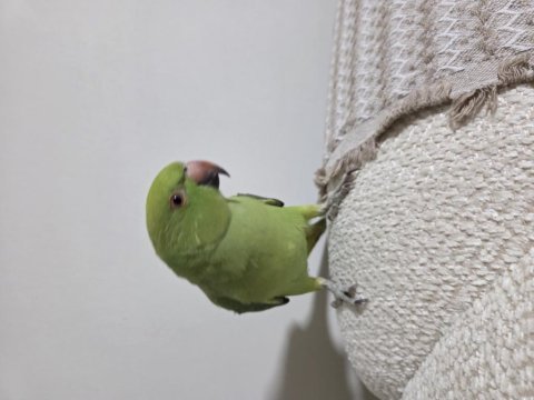 Pakistan papağanımız için ulaşın