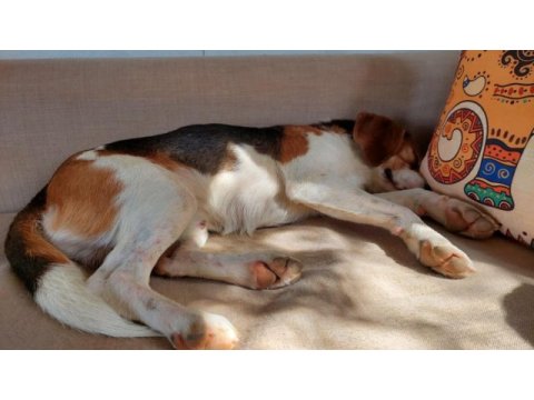 2 yaşında sağlıklı erkek beagle sahiplendirilecek