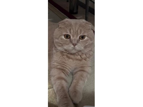 Yetişkin scottish fold