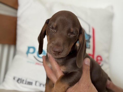En güzel show kalite dachshund yavrumuz