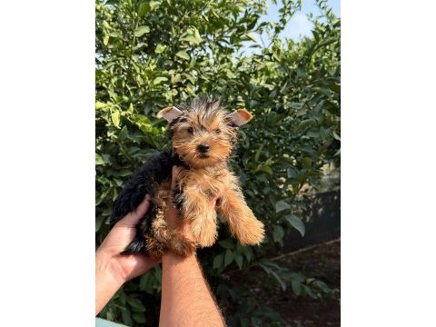 Morkie yorkshire