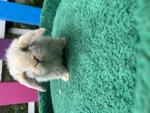 Safkan lop bebek tavşanlar