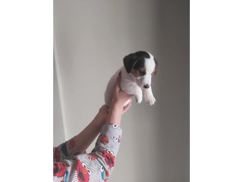 Jack russell yavruları