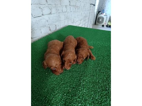 Toy poodle yavrularımız yeni yuvalarının arıyor