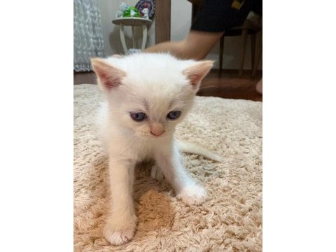 British shorthair yavrular