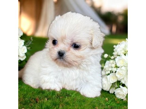 Maltese terrier çok sevimli yavrular