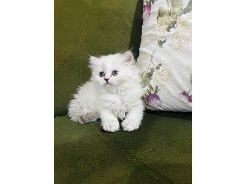British longhair 3.5 aylık erkek