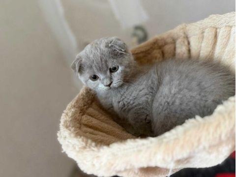 Sevimli scottish fold oğlumuz