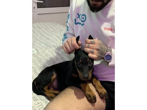 Doberman köpeği 1,5 aylık kayseri
