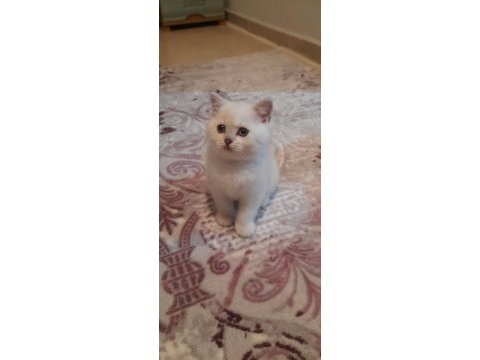British shorthair pisi pisiler
