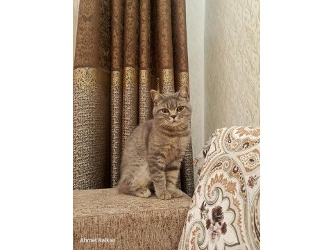 British longhair 5 aylık kedimiz