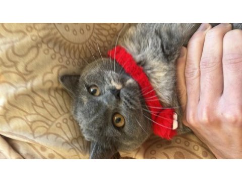 9 aylık dişi british shorthair