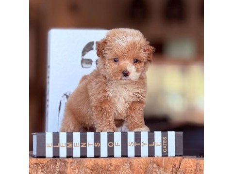Maltipoo yavruları