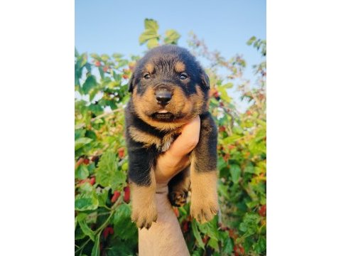 Koca kafa küt burun rottweiler yavruları