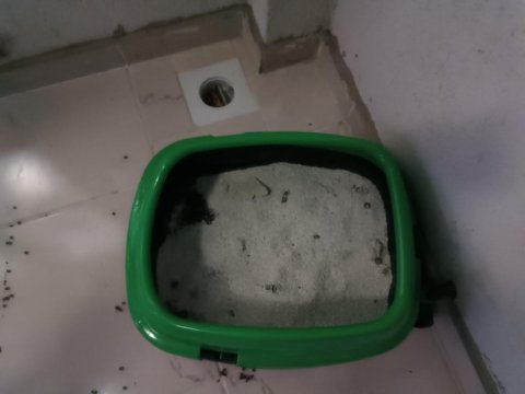 Kedi sahiplendirilecek