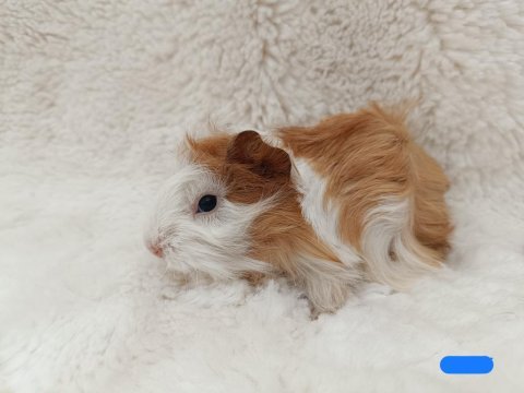 Guinea pig bebekler