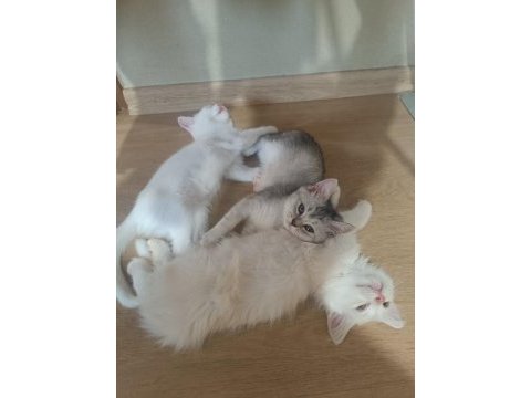 3 aylık british shorthair yavrularımız yuvasını arıyor